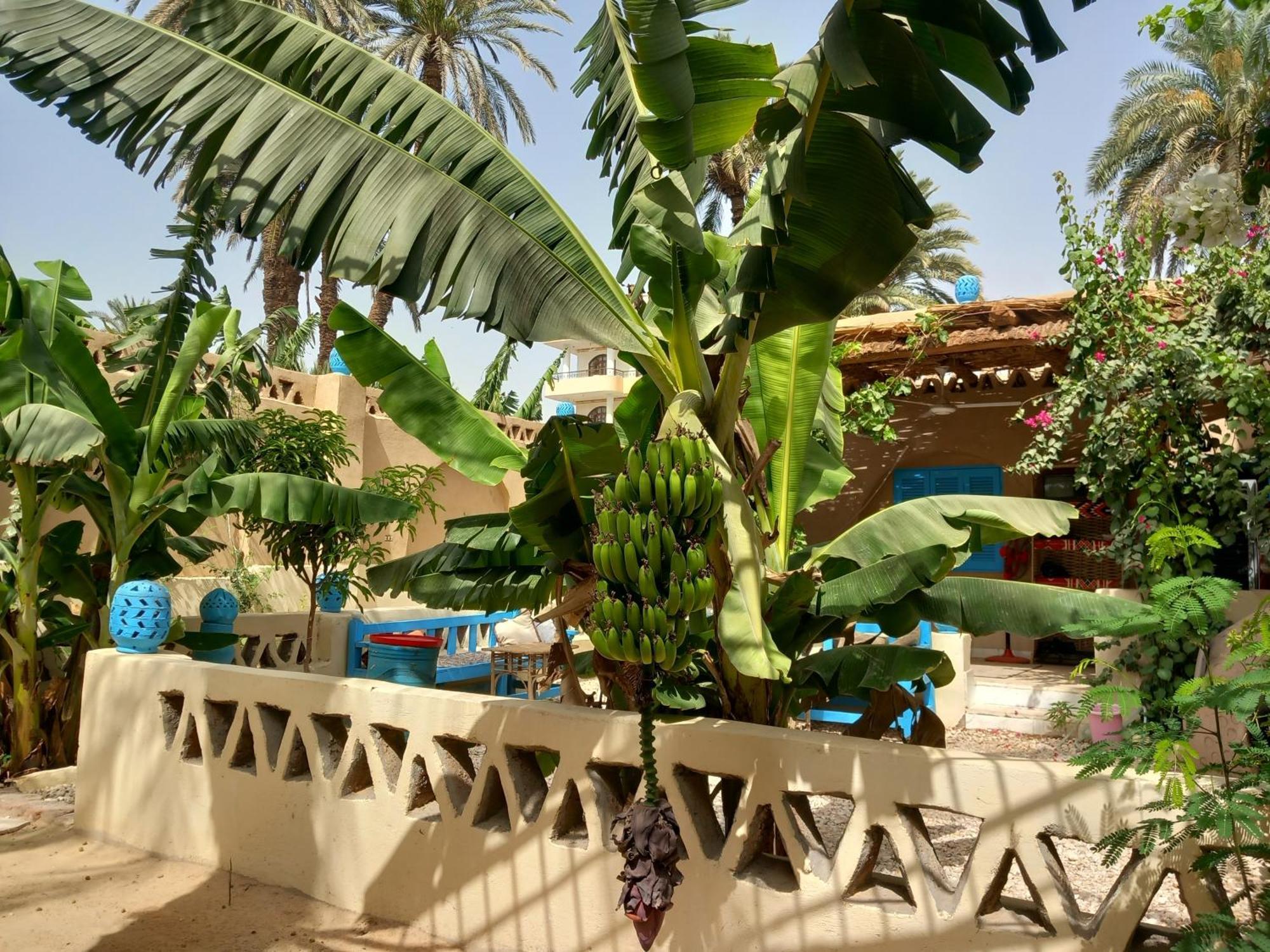 Villa Rebecca Professor'S Paradise Luxor Exterior foto